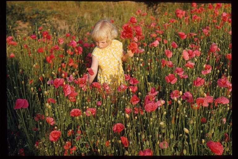 Girl picking flowers Polly Joke, Cornwall c1960s