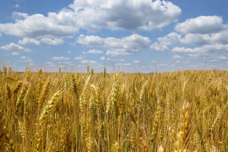 Sky and field resembling the flag of Ukraine